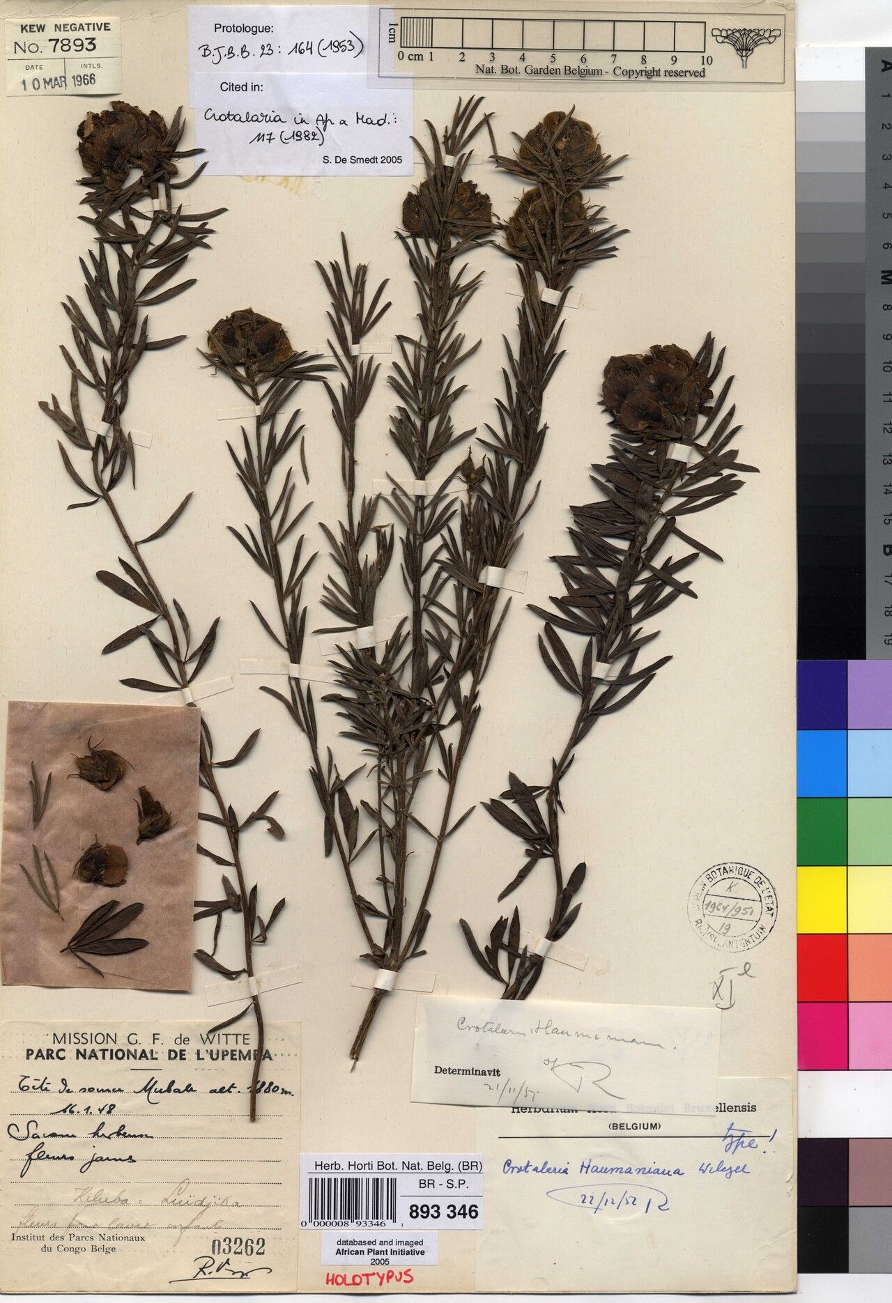 Crotalaria haumaniana — houseplant care guide