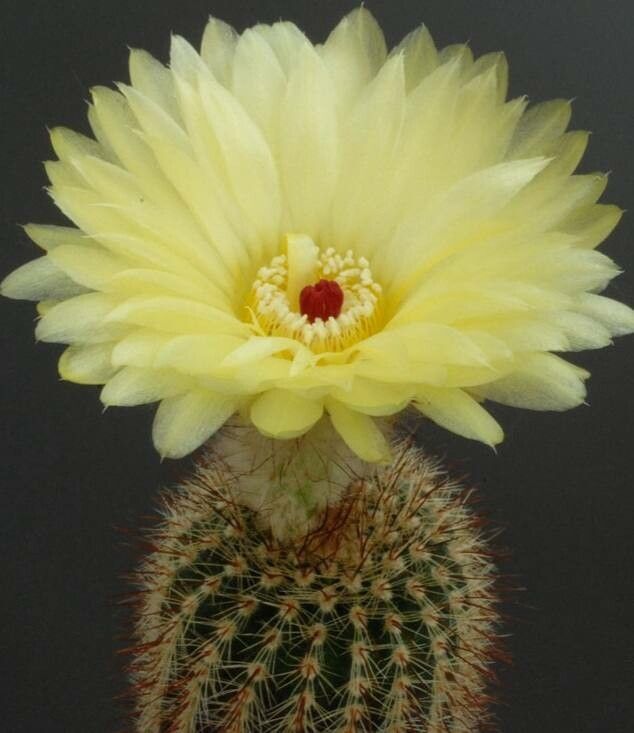 Parodia tenuicylindrica — houseplant care guide