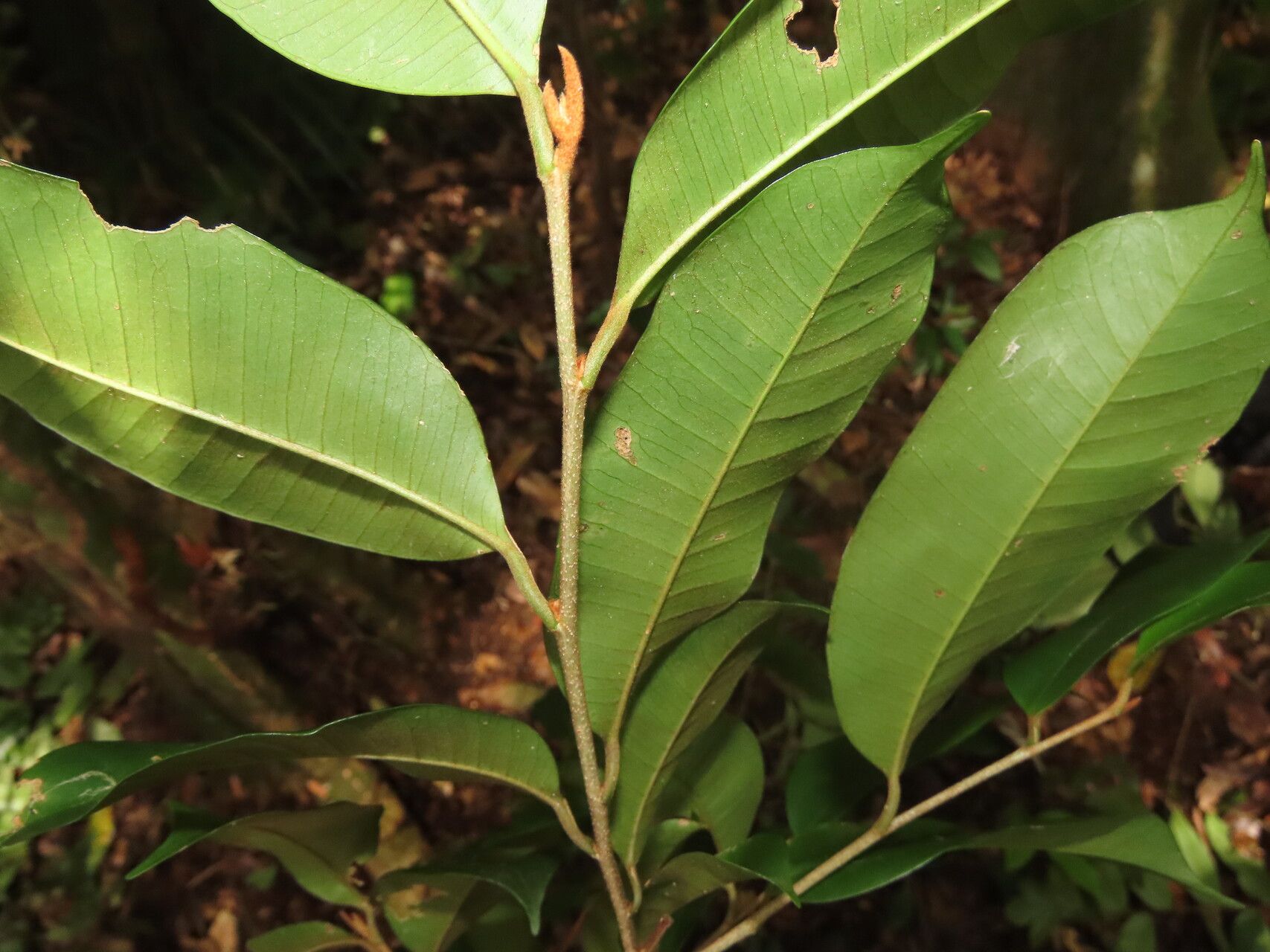 Chrysophyllum brenesii — houseplant care guide