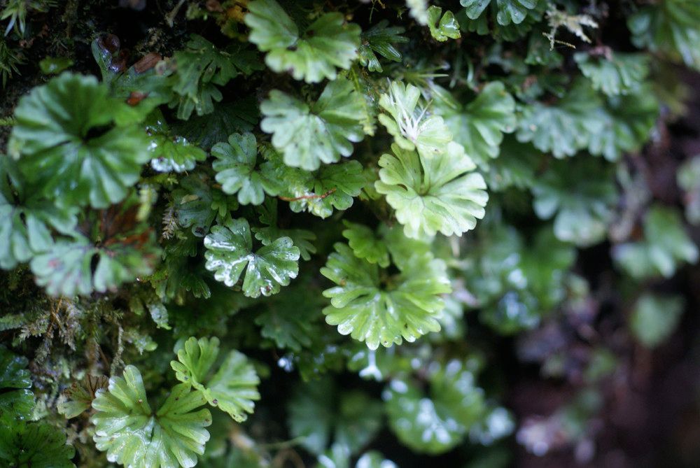 Hymenophyllum sibthorpioides habit