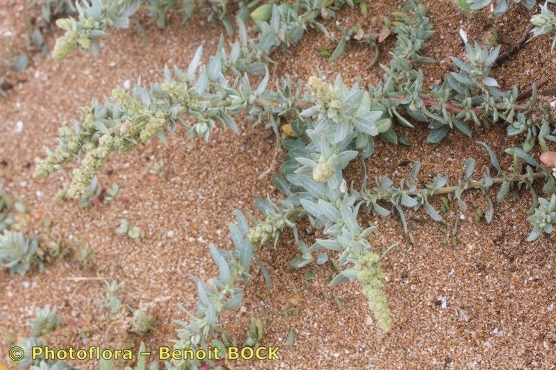 Atriplex muricata — houseplant care guide