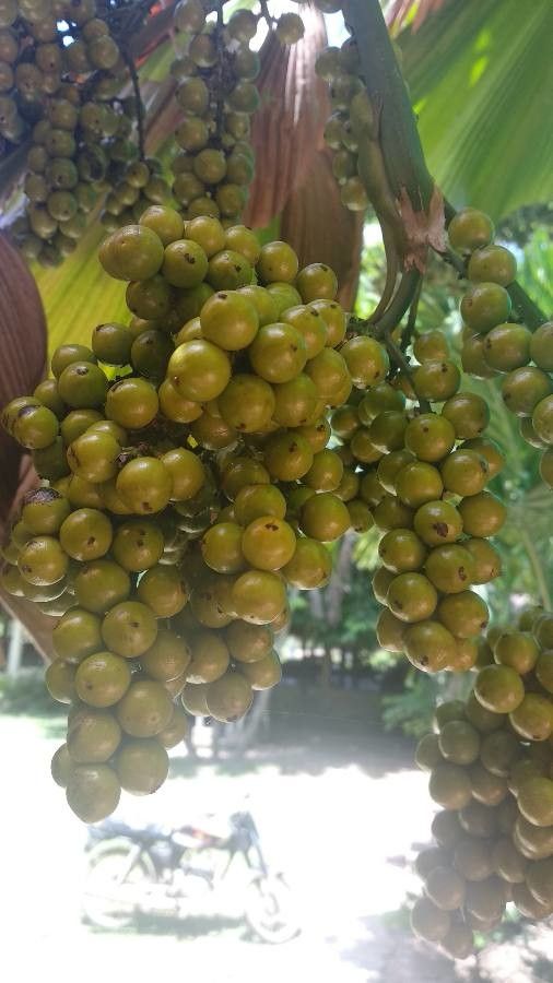 Licuala grandis fruit