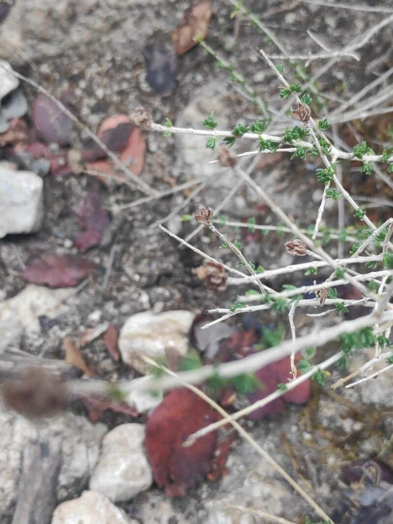 Thymbra capitata fruit
