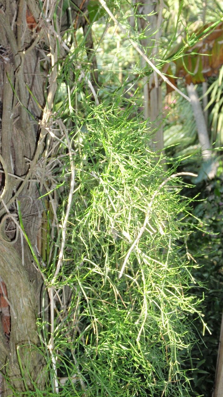 Ephedra altissima habit
