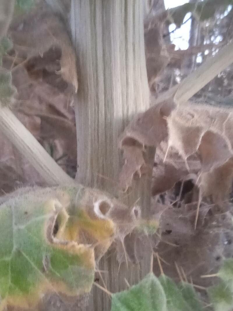 Cirsium scabrum bark