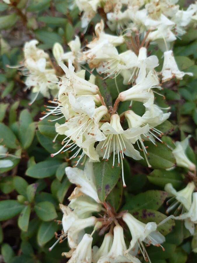 Rhododendron hanceanum — houseplant care guide