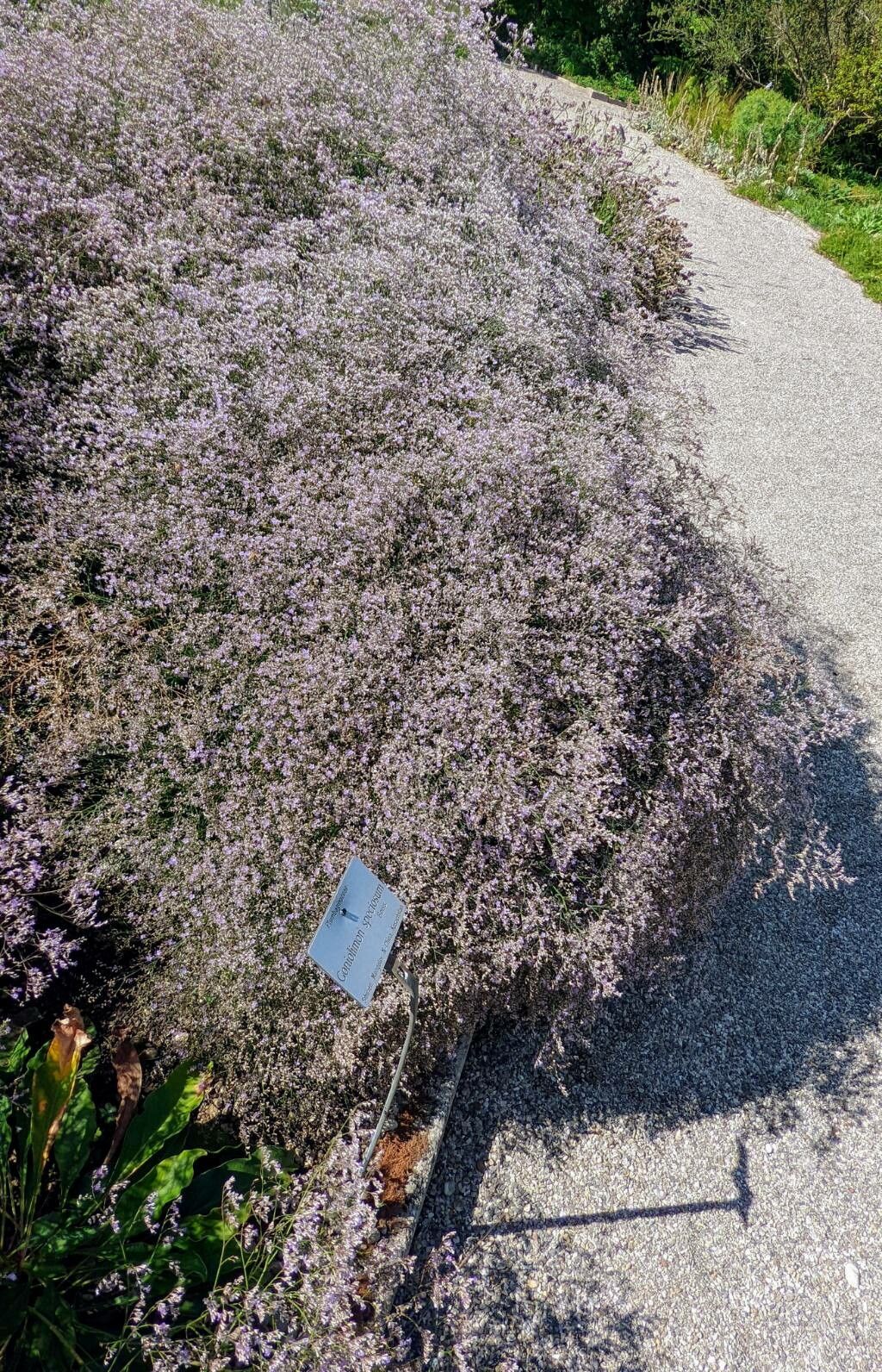 Goniolimon speciosum habit