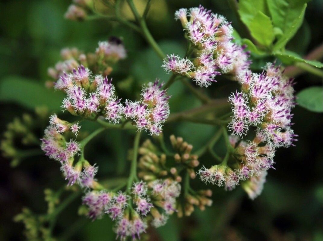 Pluchea indica flower