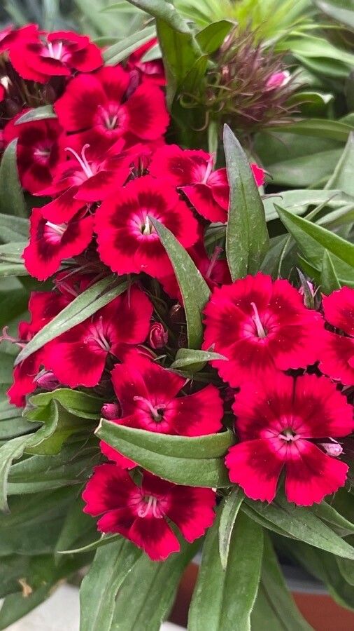 Dianthus plumarius flower