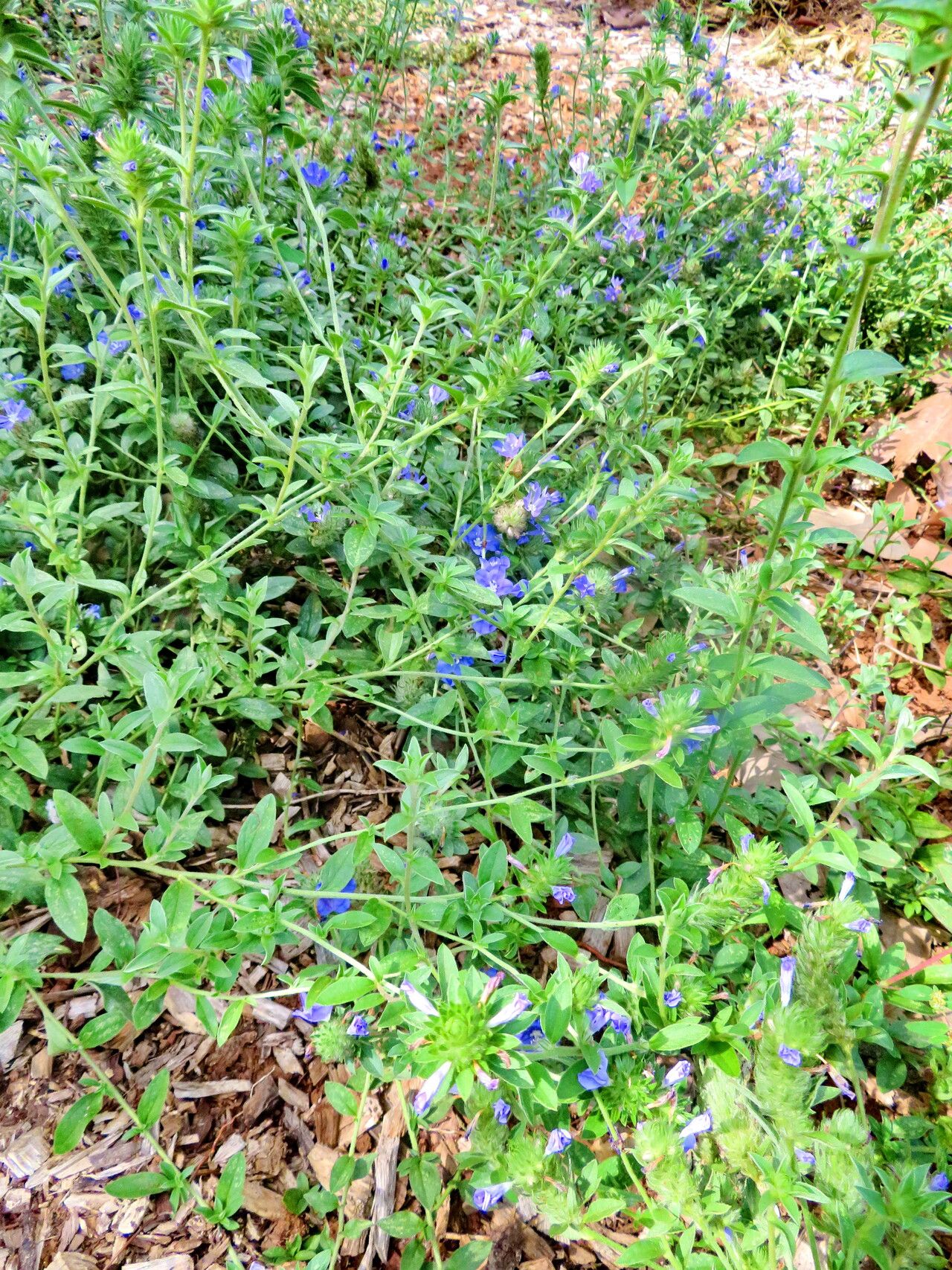 Evolvulus brevifolius habit