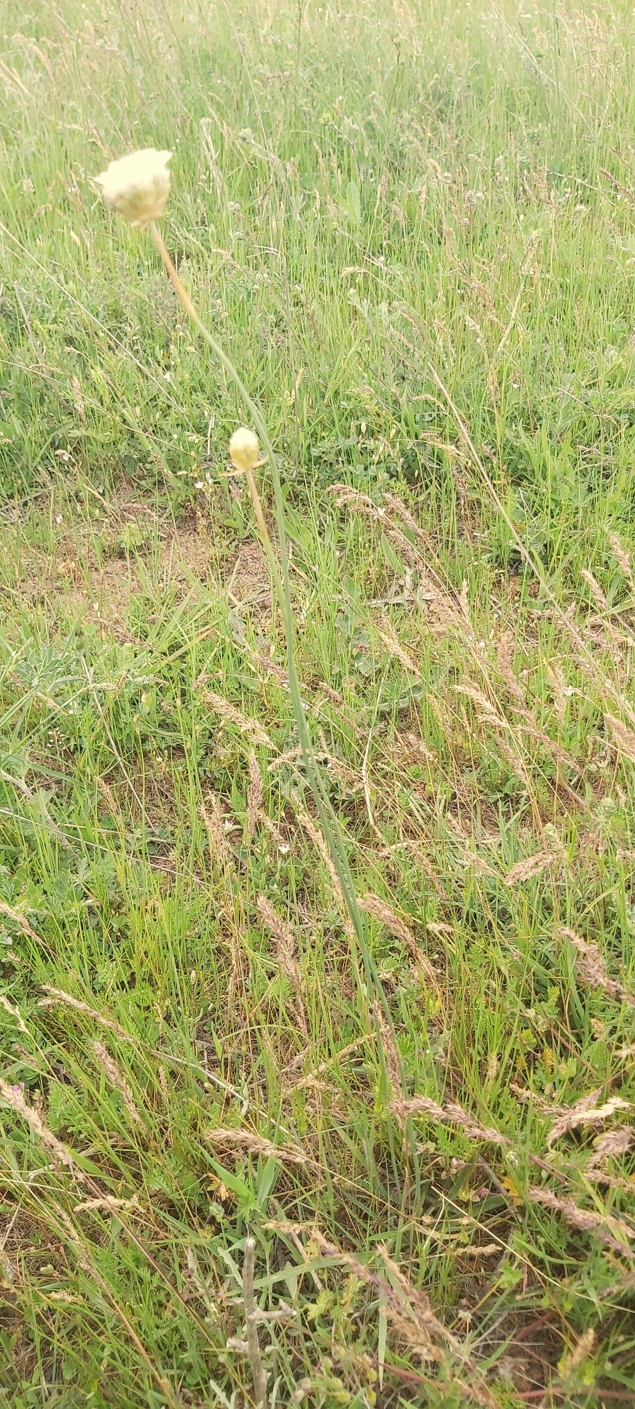 Armeria rumelica habit