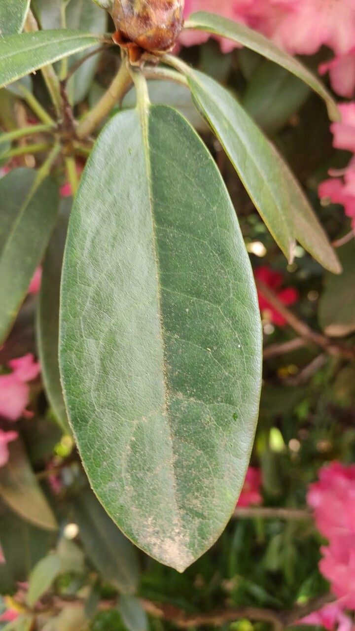 Rhododendron argyrophyllum leaf
