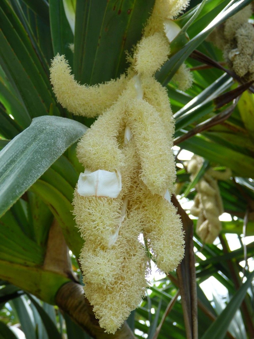 Pandanus utilis flower