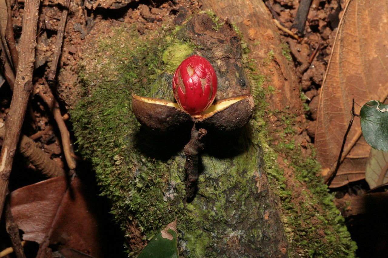 Virola michelii fruit