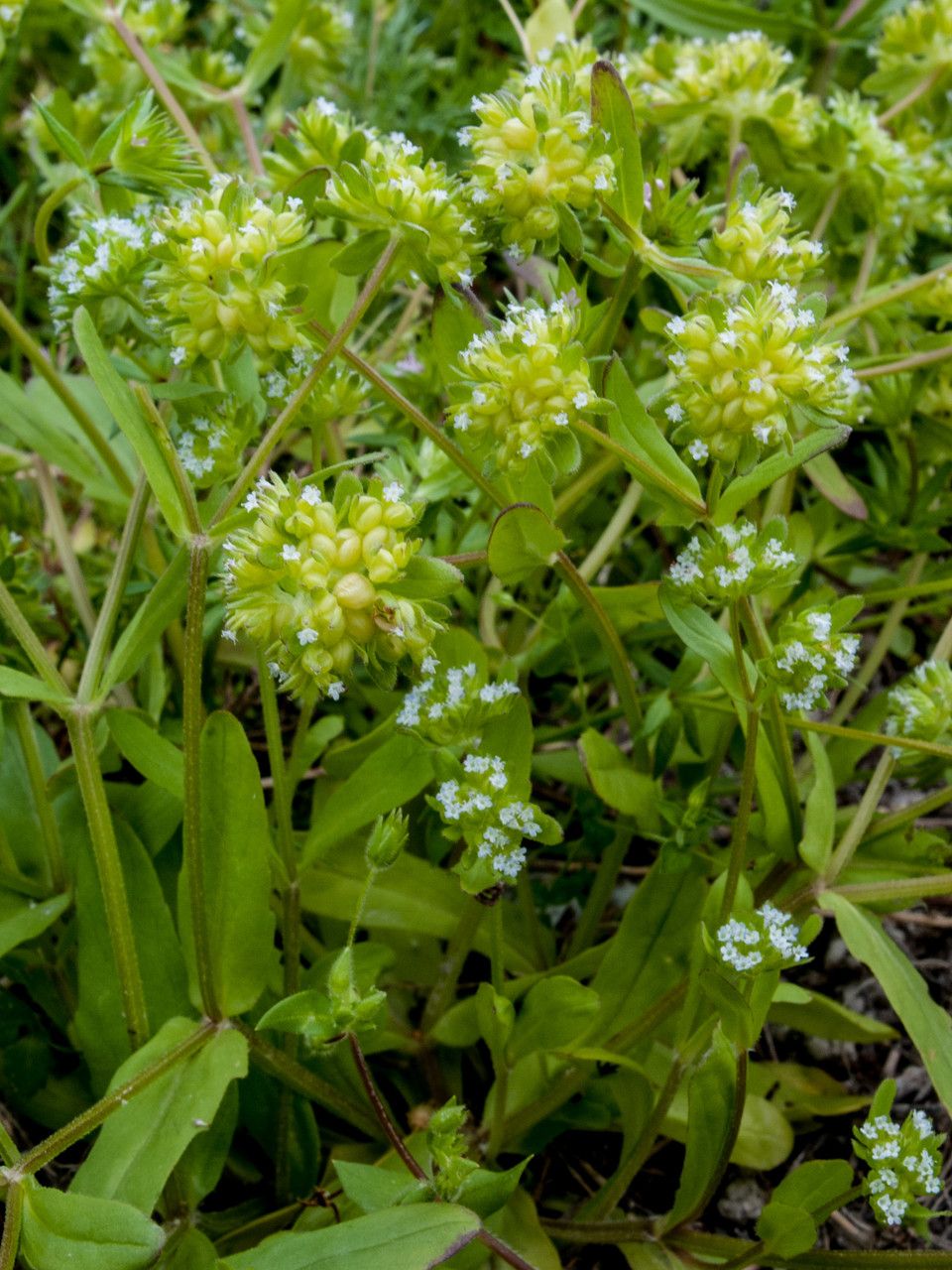Valerianella costata flower