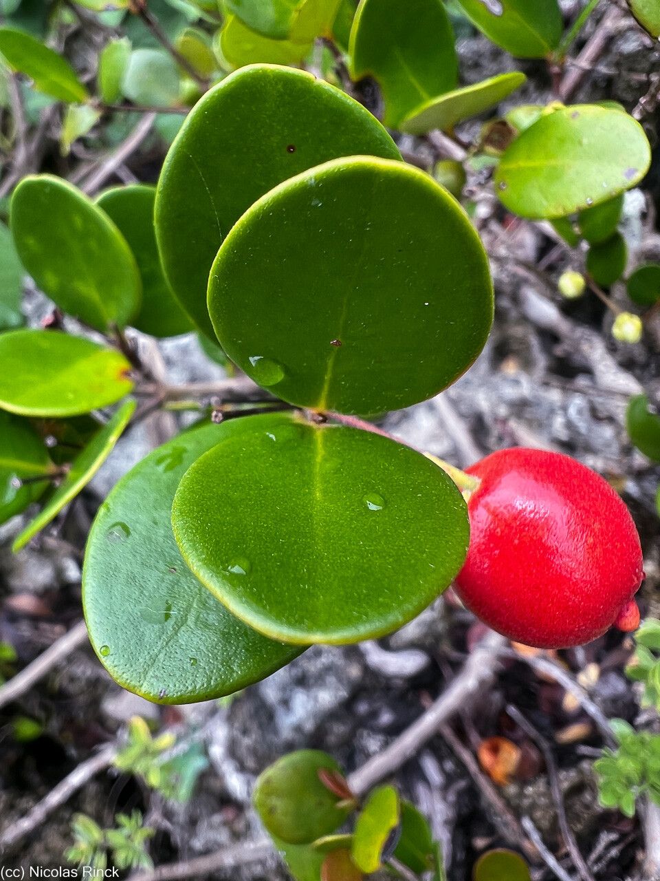 Austromyrtus mendute fruit