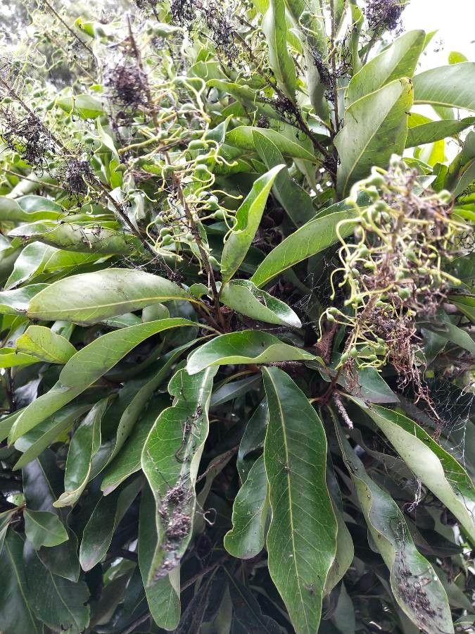 Sleumerodendron austrocaledonicum — search result for 'Fiji'