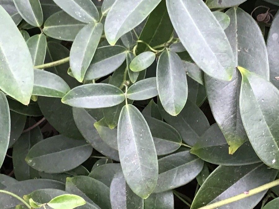 Holboellia coriacea — search result for 'Lardizabalaceae'