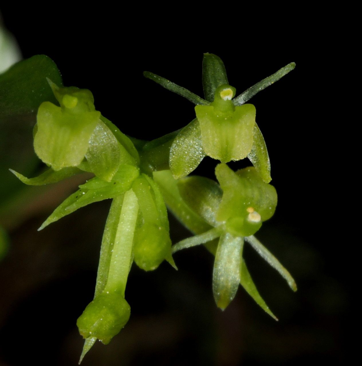 Liparis cespitosa fruit