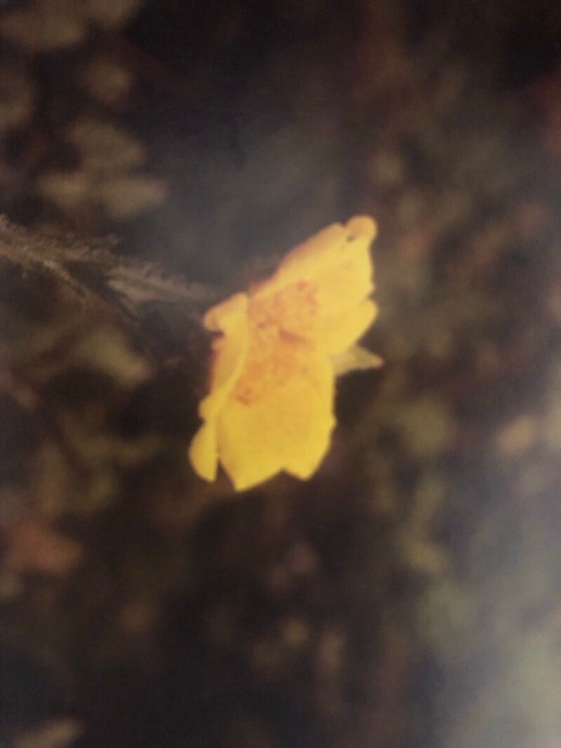 Geum radiatum — search result for 'Solidago'