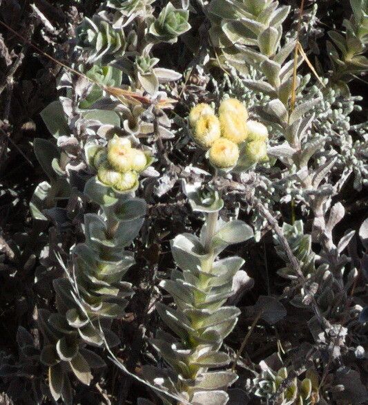 Psiadia argentea flower