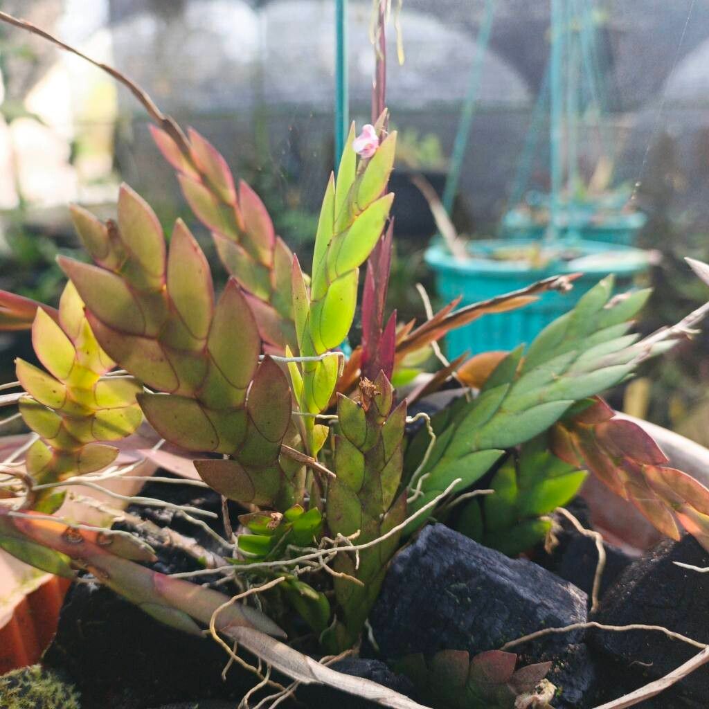 Dendrobium lobulatum — houseplant care guide