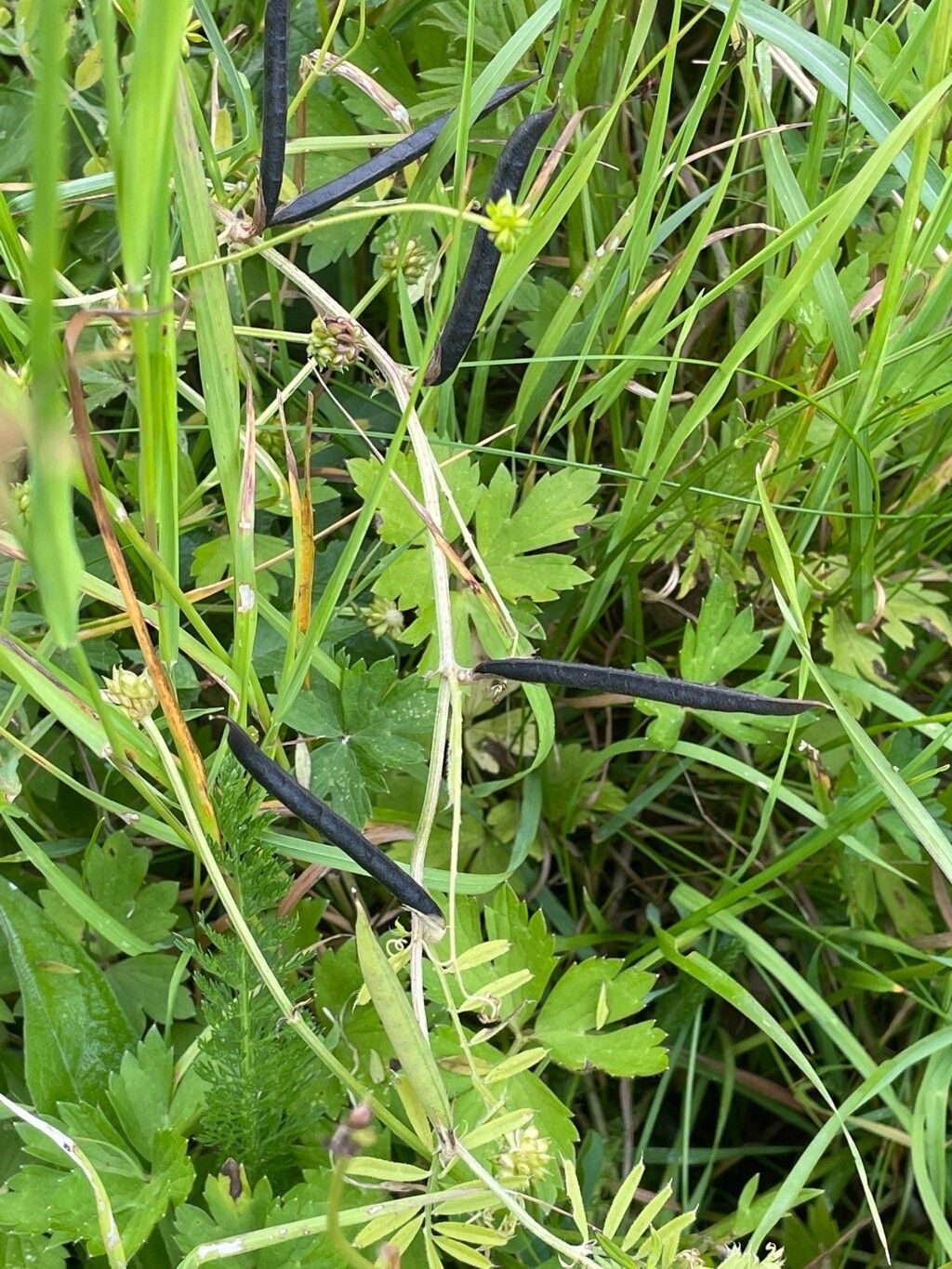 Lathyrus pratensis fruit