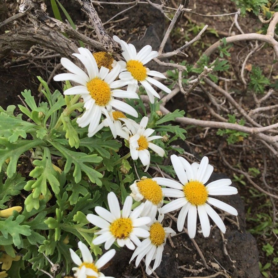 Argyranthemum coronopifolium flower