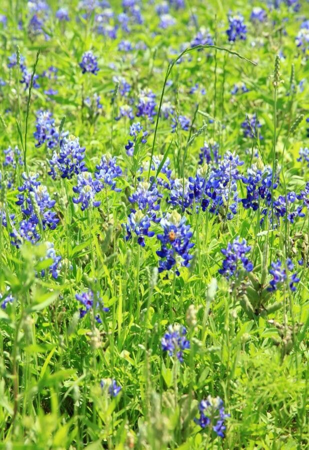Lupinus texensis flower