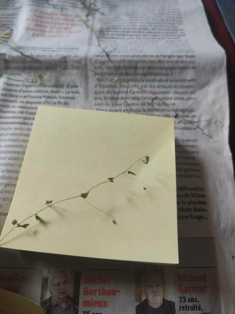 Kickxia cirrhosa leaf