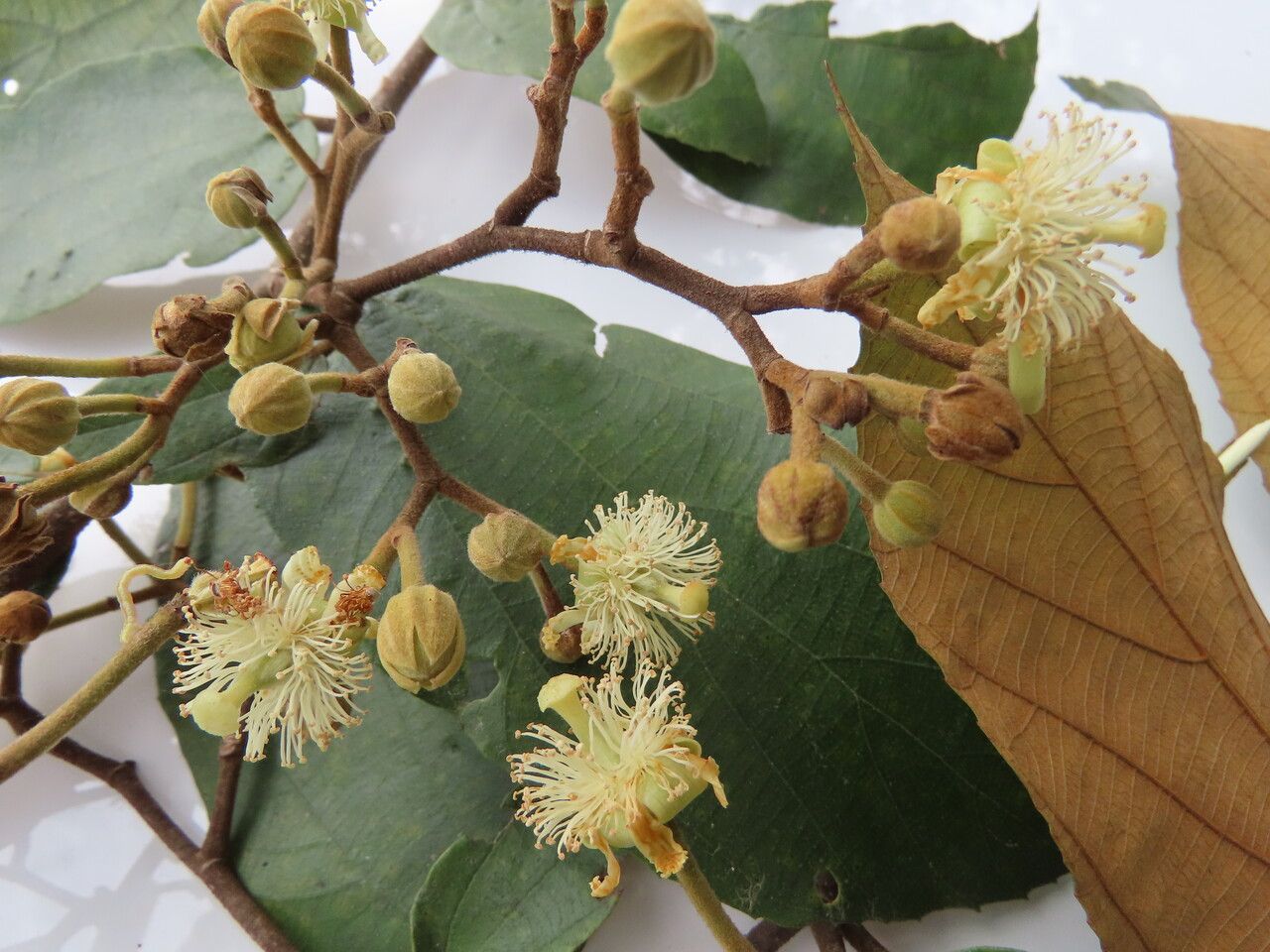 Luehea seemannii flower