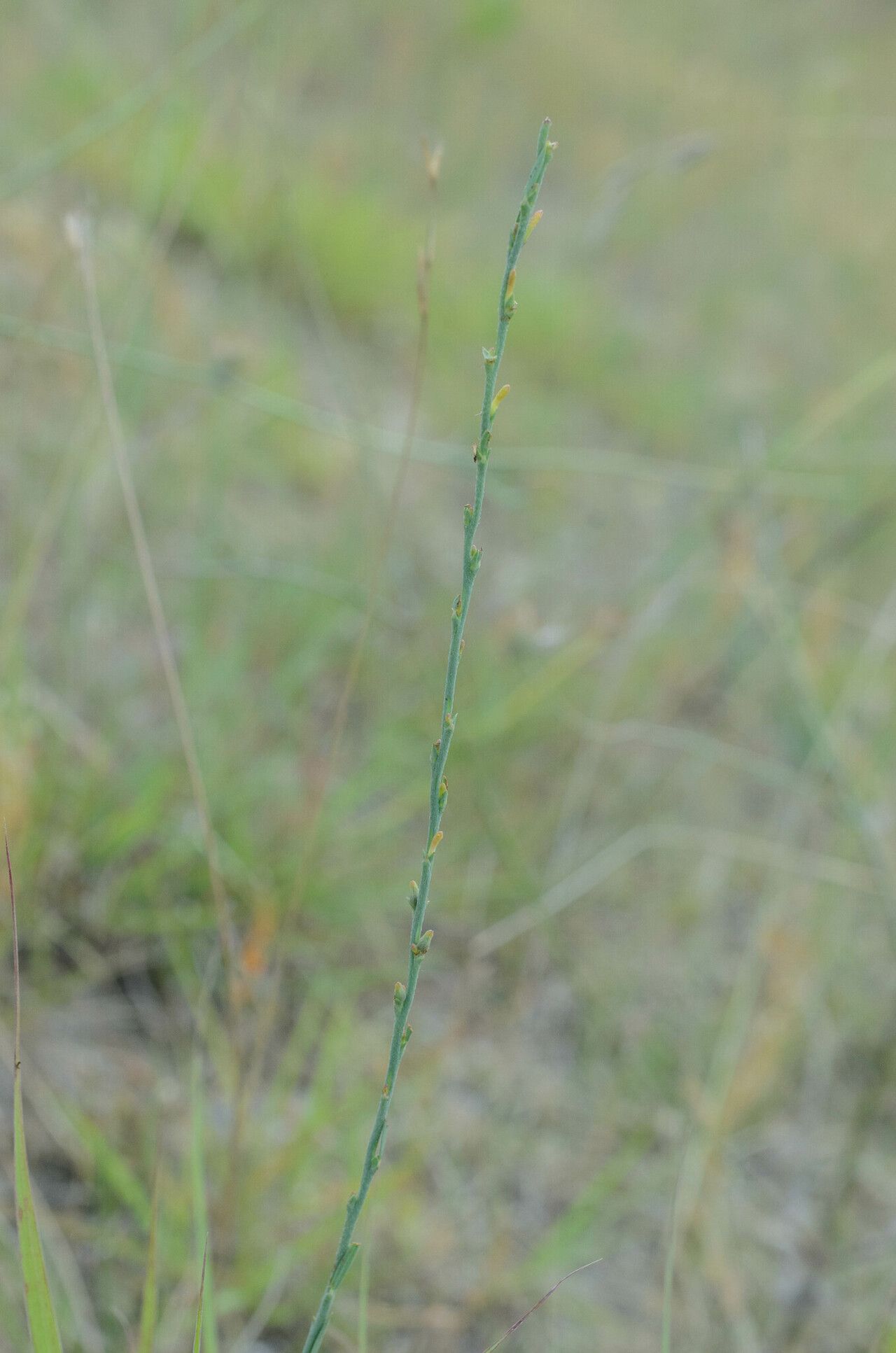 Thymelaea gussonei flower
