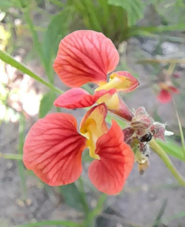 Macroptilium prostratum — houseplant care guide