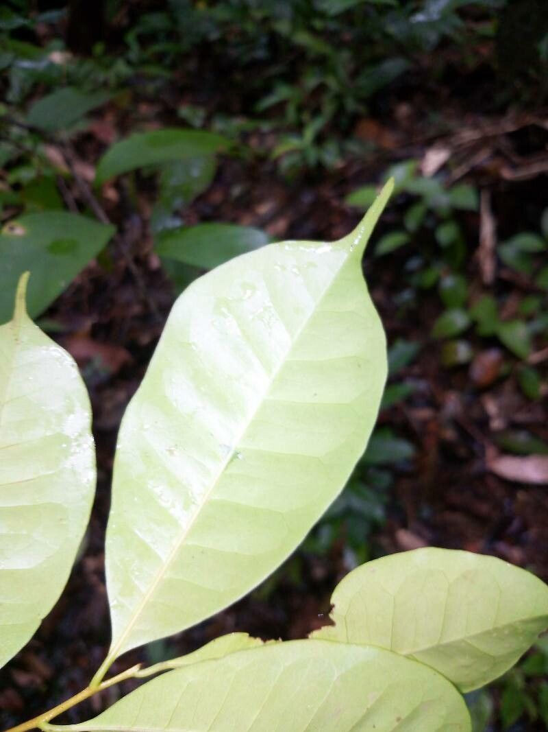 Pouteria cladantha leaf