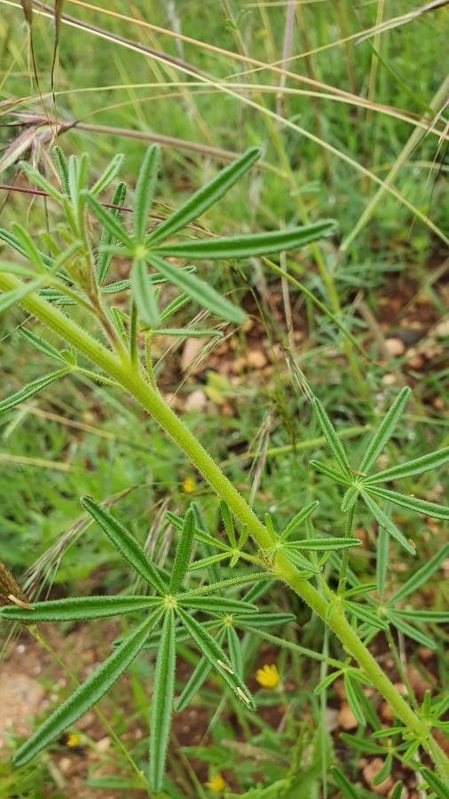 Cleome allamanii leaf