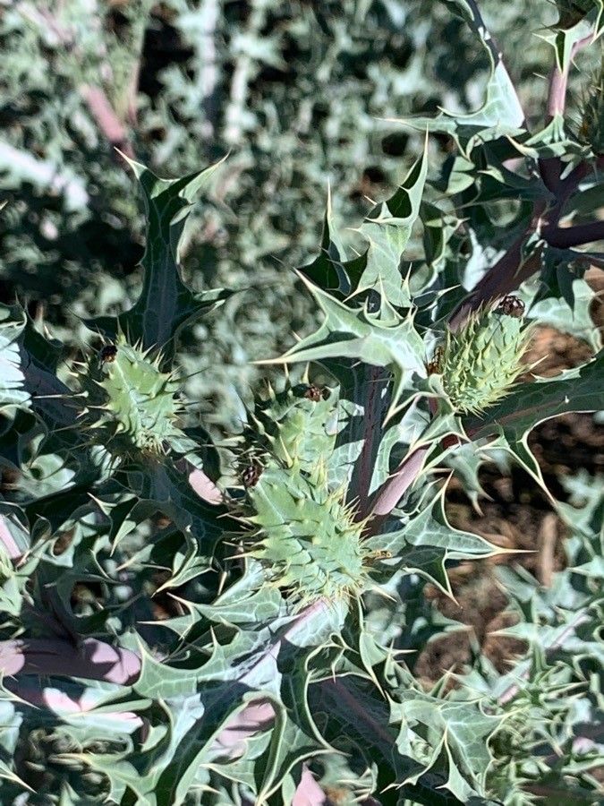 Argemone mexicana fruit