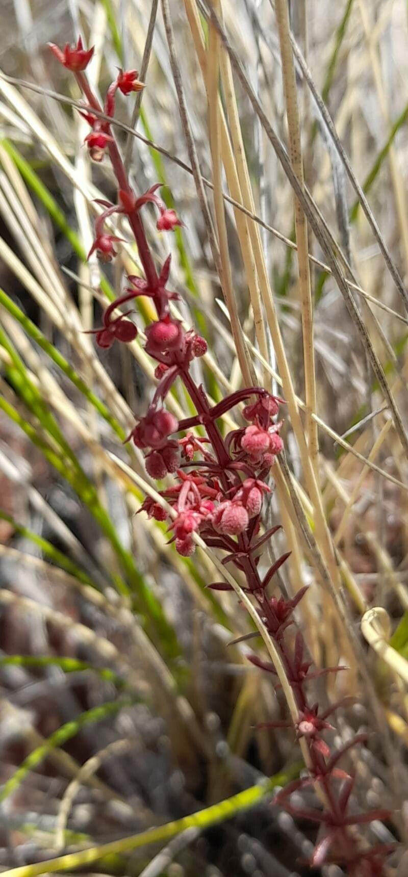 Galium richardianum — houseplant care guide