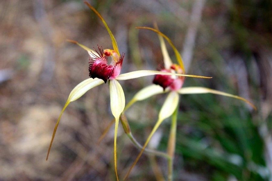 Caladenia denticulata flower