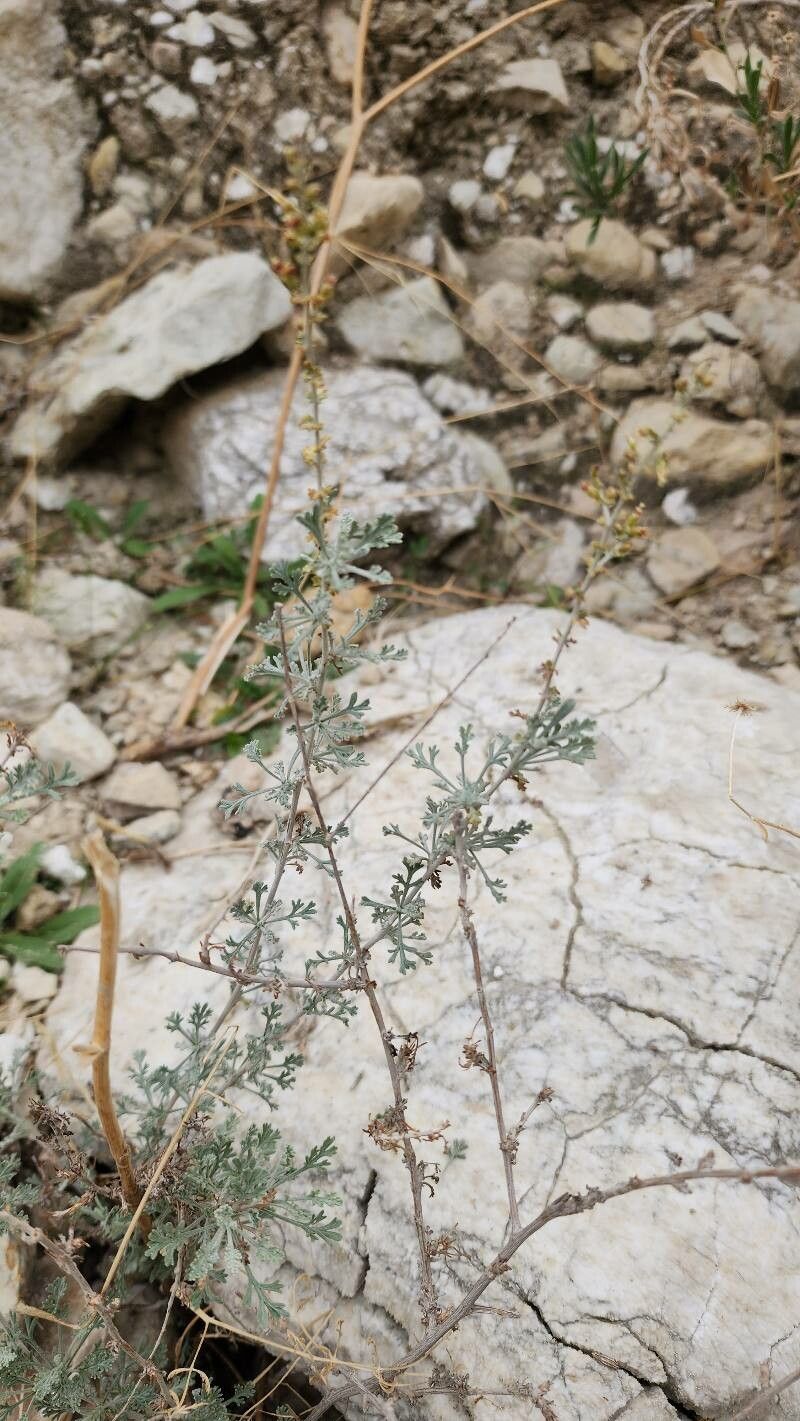 Artemisia sieberi habit