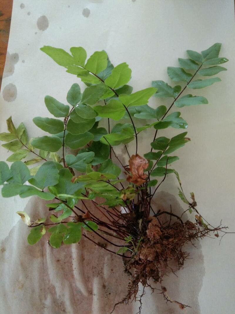 Hemionitis viridis habit