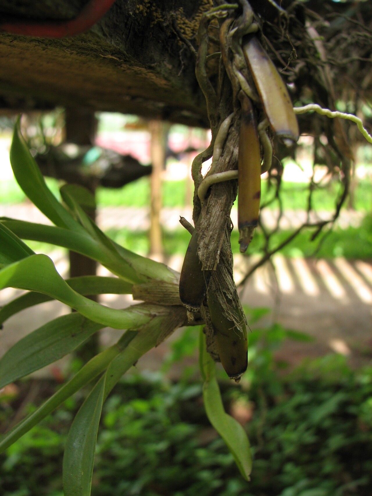 Polystachya obanensis other