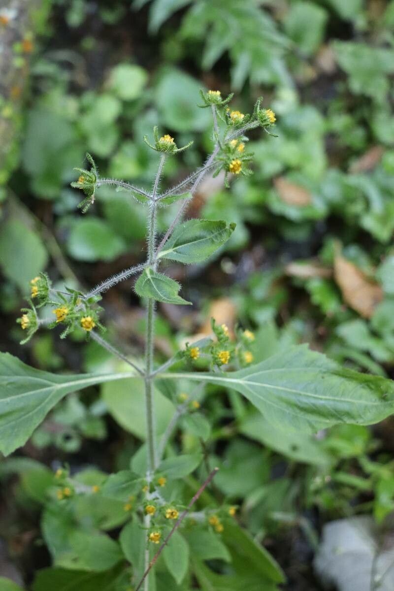 Sigesbeckia pubescens flower