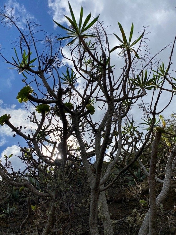 Aeonium aureum habit