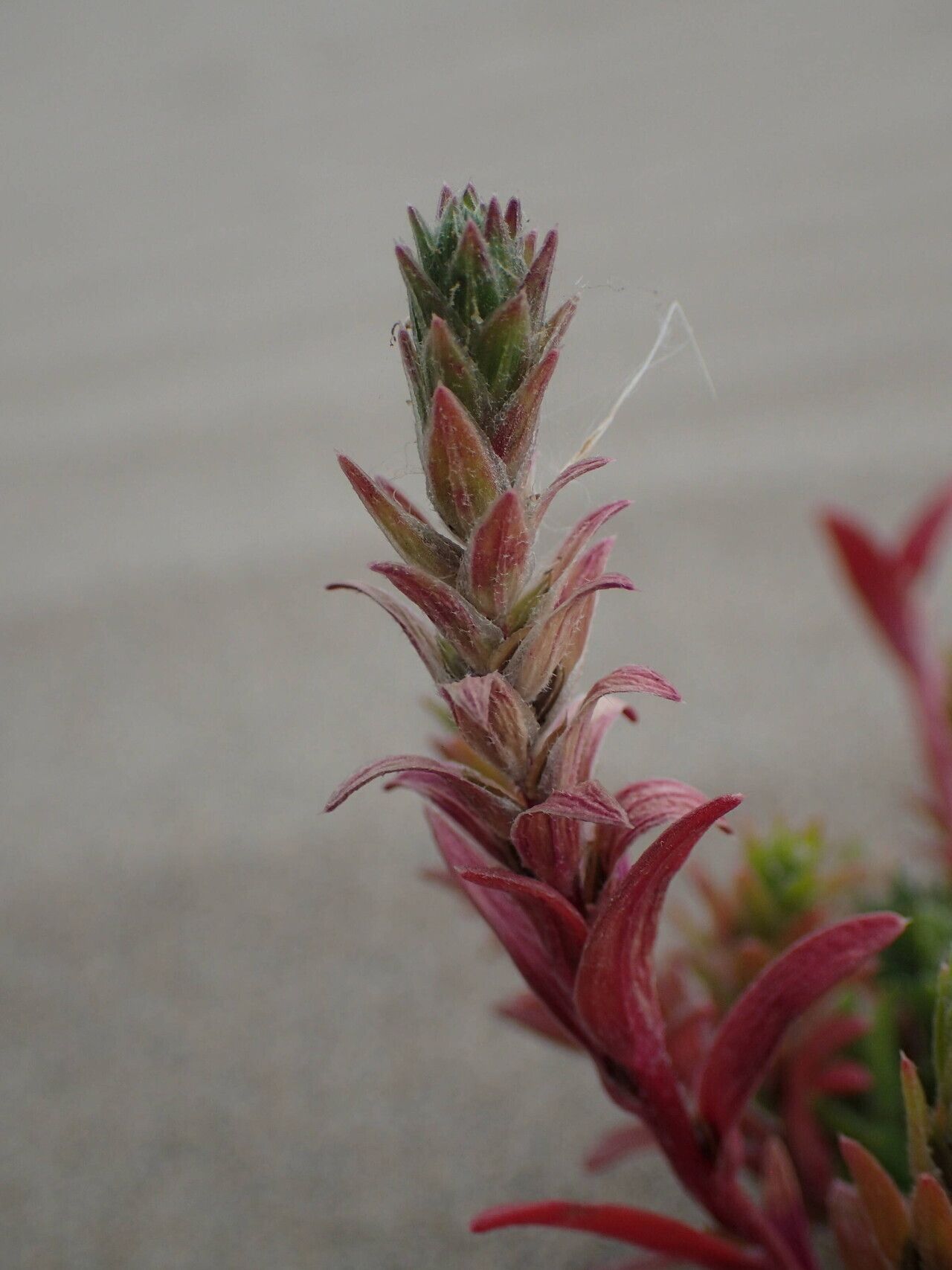 Corispermum gallicum leaf