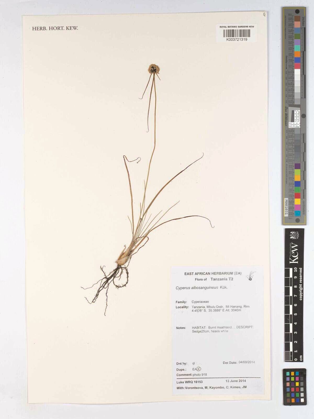 Cyperus albosanguineus — houseplant care guide