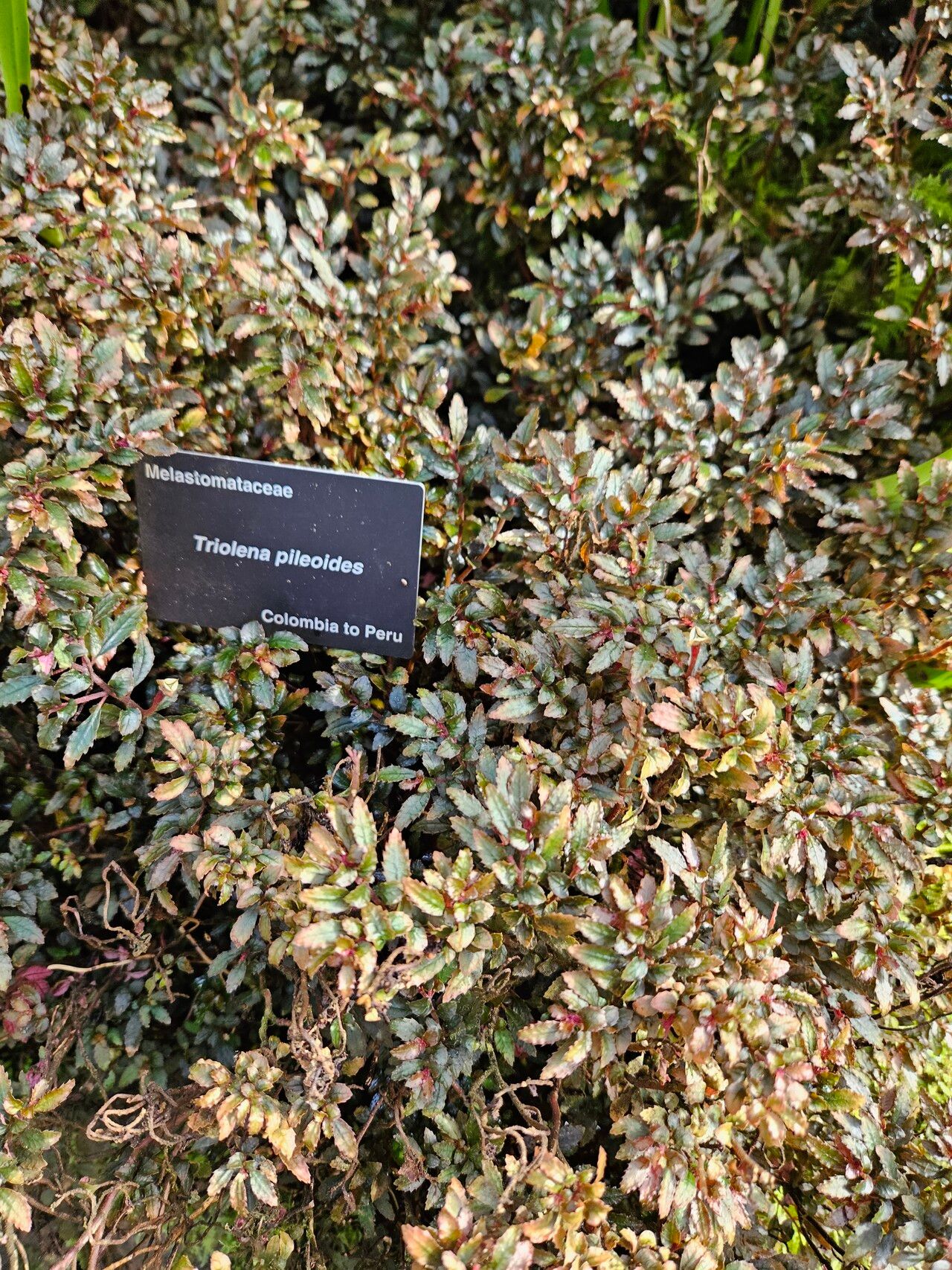 Triolena pileoides habit