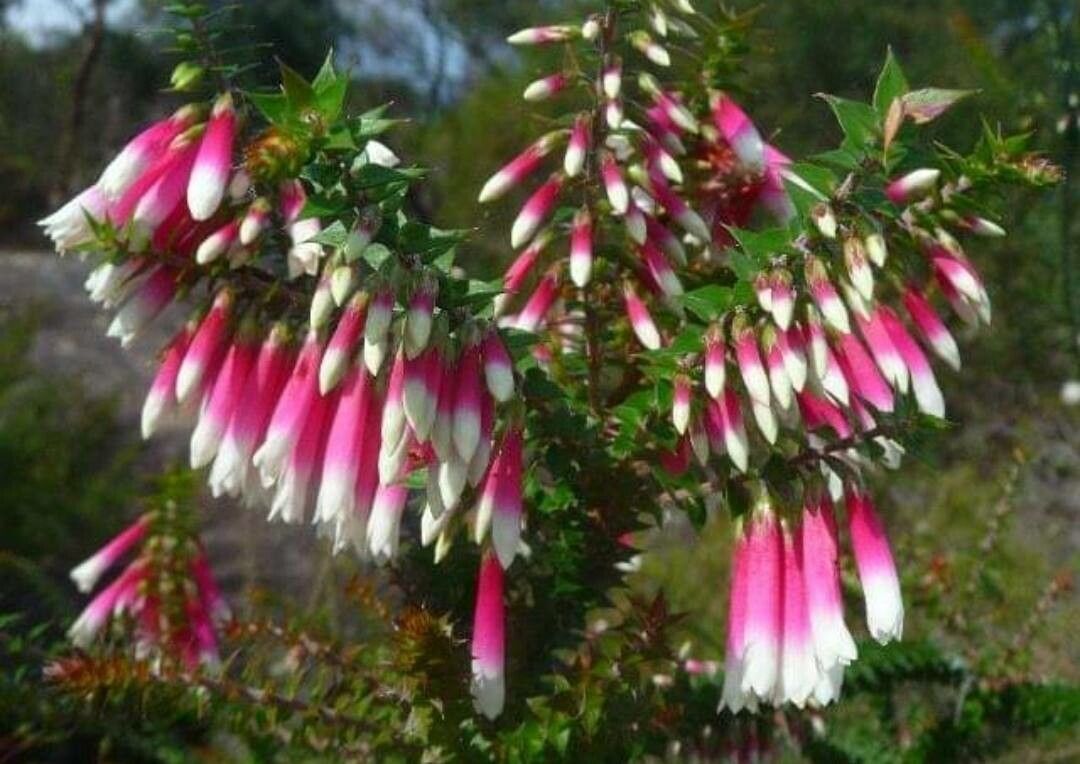 Epacris longiflora flower