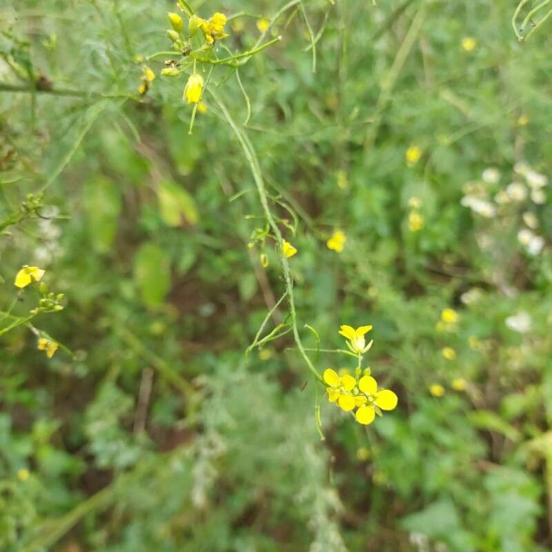 Sisymbrium loeselii fruit