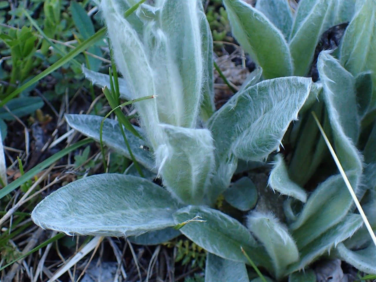 Silene flos-jovis bark