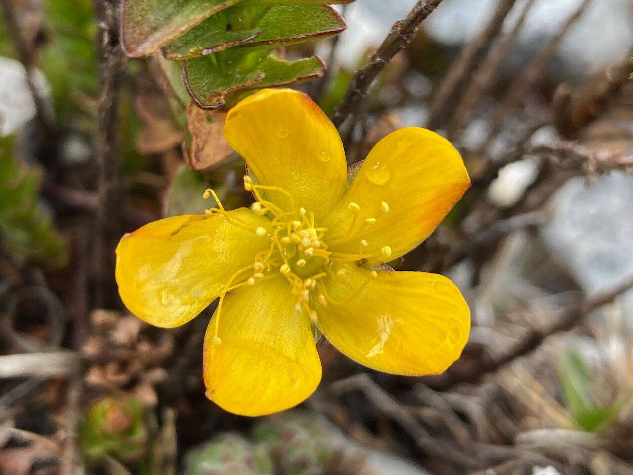 Hypericum mexicanum flower